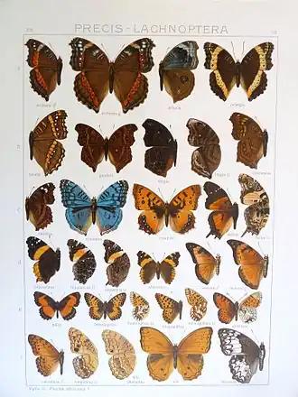 Issoria smaragdifera