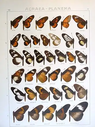 Telchinia semivitrea