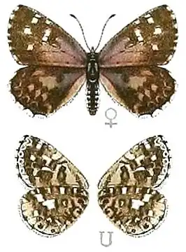 Tarucus thespis