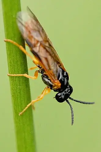 Selandria melanosterna