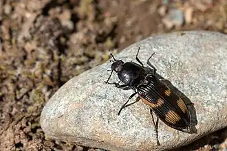 Selatosomus suckleyi