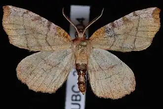 Selenia alciphearia