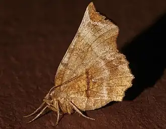 Selenia alciphearia