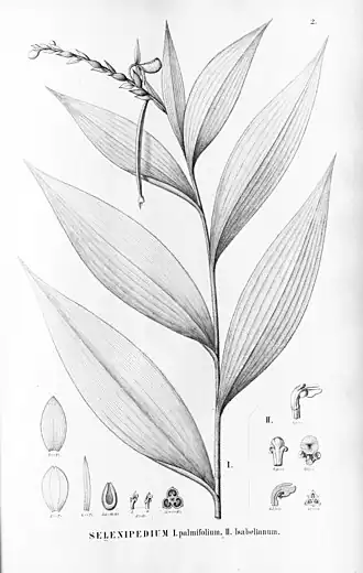 Selenipedium isabelianum en Selenipedium palmifolium