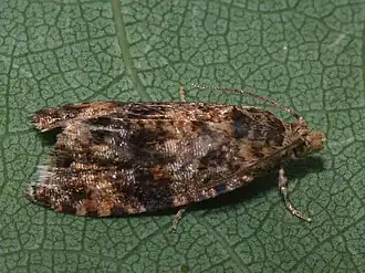 Selenodes karelica