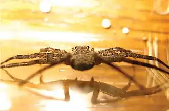 Selenops brachycephalus