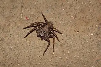 Selenops nigromaculatus