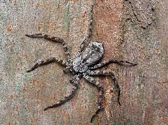 Selenops petrunkevitchi