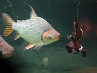 Semaprochilodus insignis