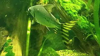 Semaprochilodus taeniurus