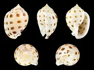 Semicassis bisulcata