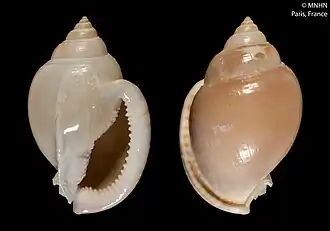Semicassis bulla