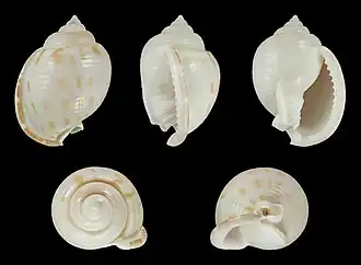 Semicassis canaliculata