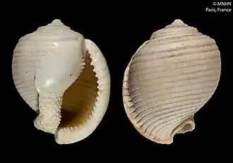 Semicassis centiquadrata