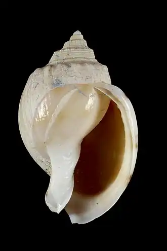 Semicassis westralis