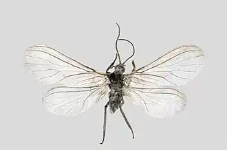 Semidalis aleyrodiformis