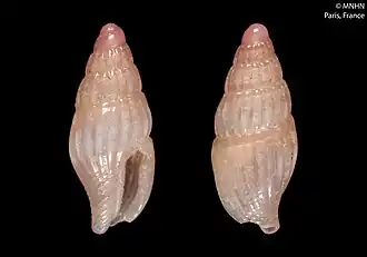 Seminella roseotincta