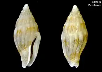 Seminella virginea