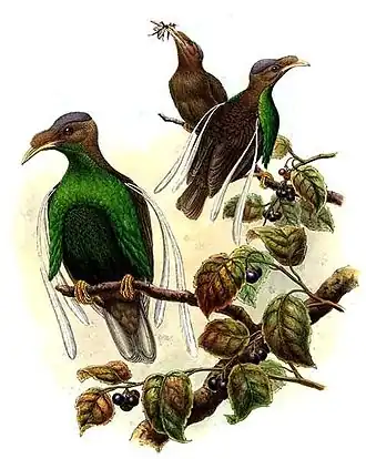 Wallace' paradijsvogel (Semioptera wallacei)