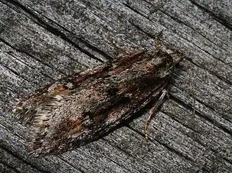 Semioscopis oculella