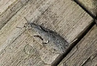 Semioscopis steinkellneriana