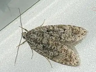 Semioscopis strigulana