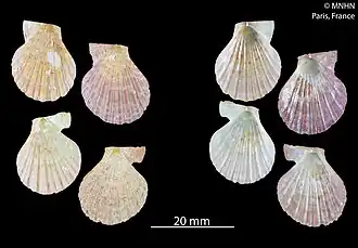 Semipallium barnetti