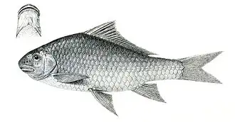 Cyprinion semiplotum