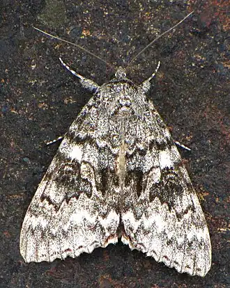 Catocala semirelicta