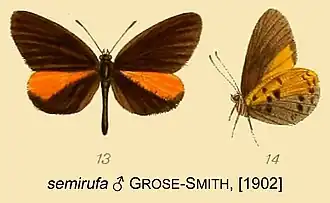 Mimeresia semirufa