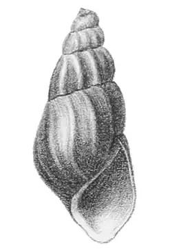 Semisulcospira forticosta