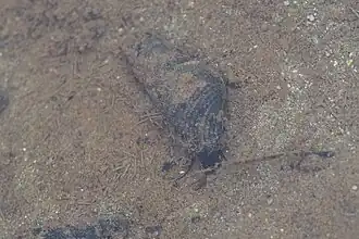 Semisulcospira libertina