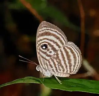 Semomesia tenella