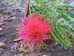 Een Calliandra haematocephala (bloem) in de Serra do Cipó