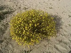 Polvormende vertakking