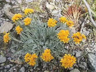 Senecio incanus