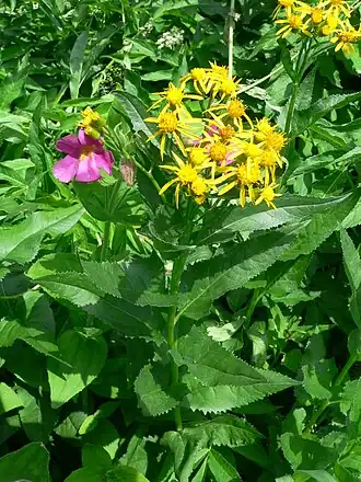 Senecio triangularis