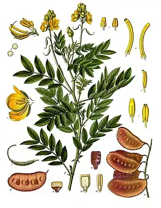 Senna alexandrina