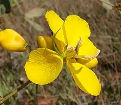 Senna pendula