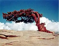 De iconische Jeffrey Pine gefotografeerd op 7 augustus 1968