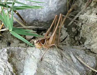 Pholidoptera pustulipes