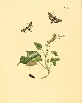 Eucereon setosa