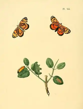 Stalachtis calliope