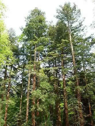 Sequoiafarm Kaldenkirchen