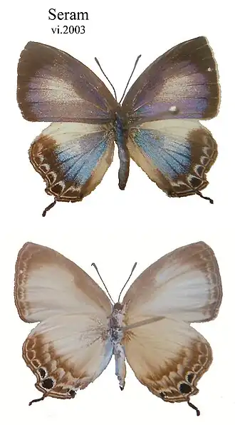 Hypochlorosis buruana