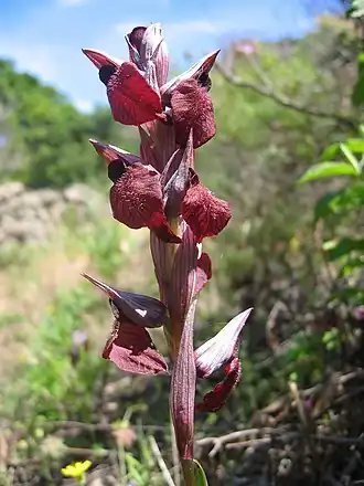 Brede tongorchis, Serapias cordigera (Corsica)
