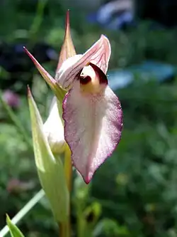 Gewone tongorchis (Serapias lingua)