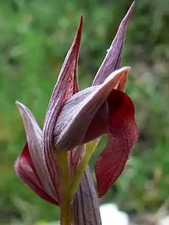 Serapias olbia (Plaine des Maures)