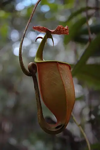 Nepenthes bicalcarata