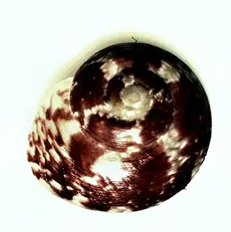 Sericominolia vernicosa